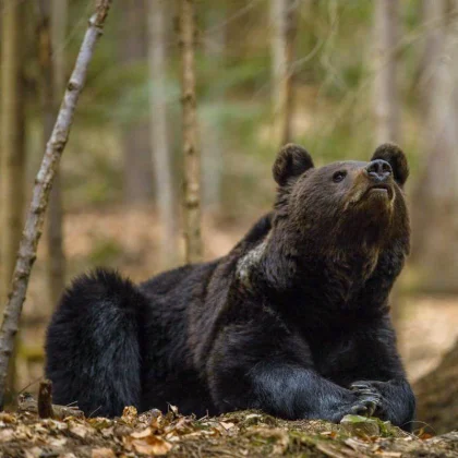 Bear Watching