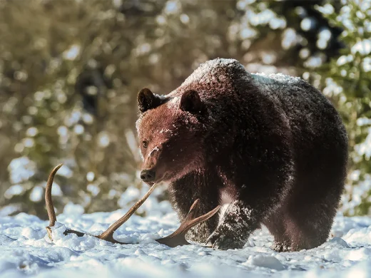 Bear Watching & 3-Course Dinner Package