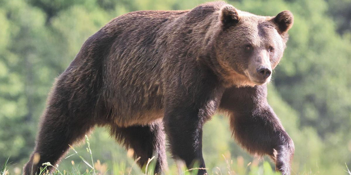 Bears and birds in Europe’s wild heart