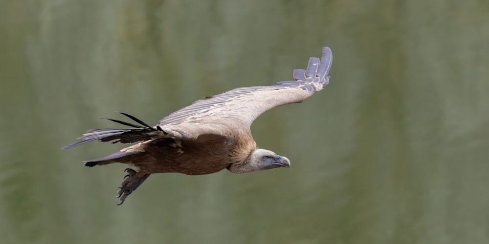 Vulture reintroductions set to ‘complete’ Romania’s wilderness